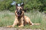 MALINOIS 707